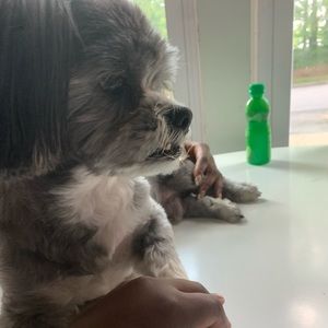 Meet your Posher, Junior